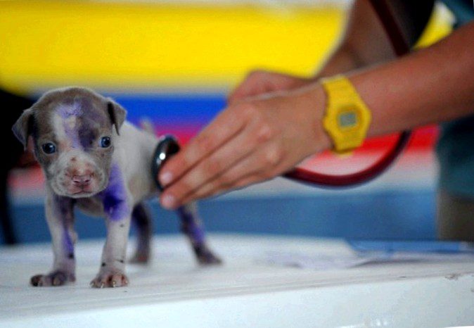 Second degree in veterinary medicine